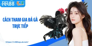 Hướng Dẫn Cách Tham Gia Đá Gà Trực Tiếp Tại RR88 Thắng Đậm 